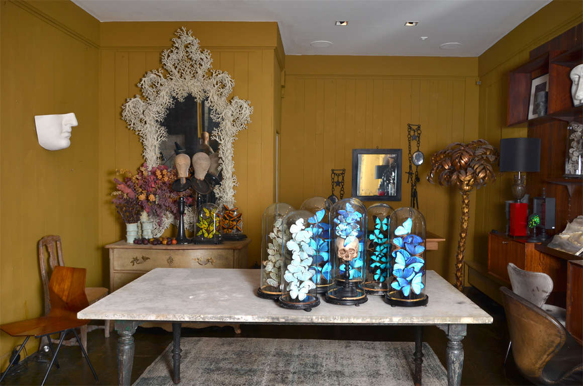 XIXth century glass domes mounted with collections of butterlies or plaster vanities. 
Each dome is unique and the setting is signed by our workshop. 
Price is from 900 euros (butterflies only) to 1.500 euros (vanity+butterflies).