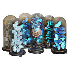 Set of 19th Century Century Glass Domes With Collections