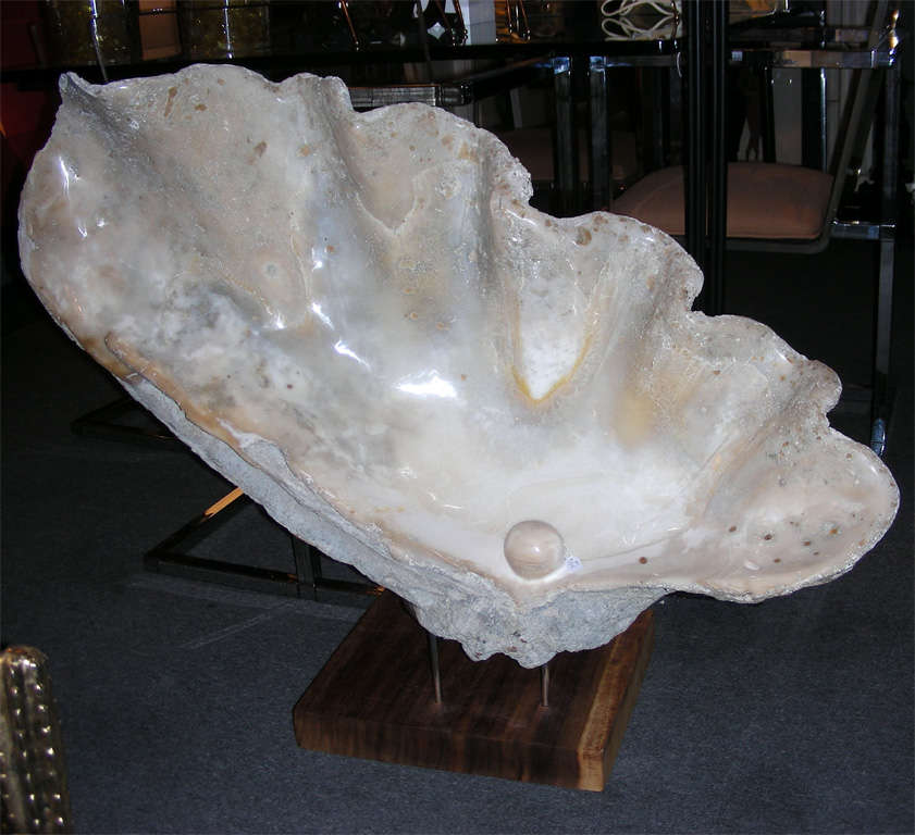 Impressive Font Made from a Giant Fossilized Clam