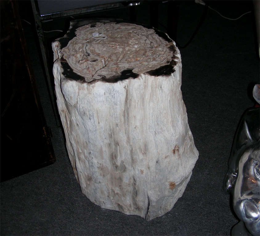 Stone stool made from a petrified araucaria (giant fern) fossilized twice, which is rather rare.