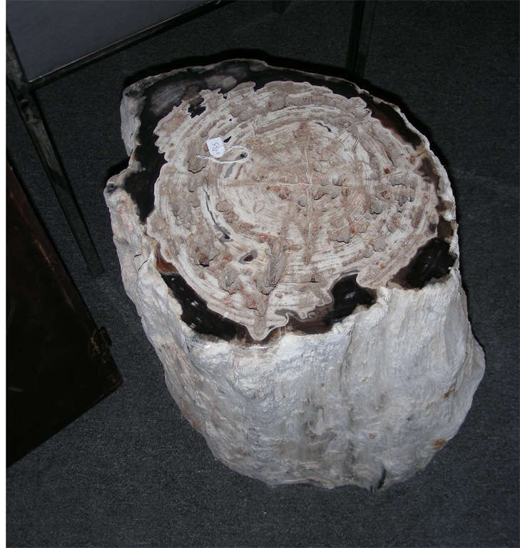French Stone Stool Made from a Petrified Giant Fern