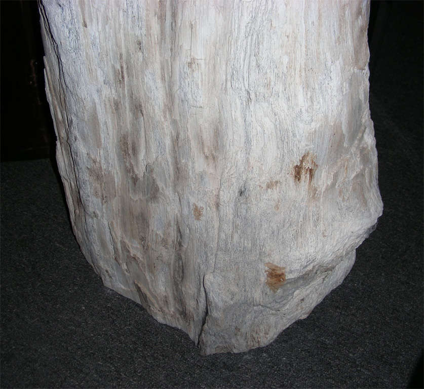 Stone Stool Made from a Petrified Giant Fern 1