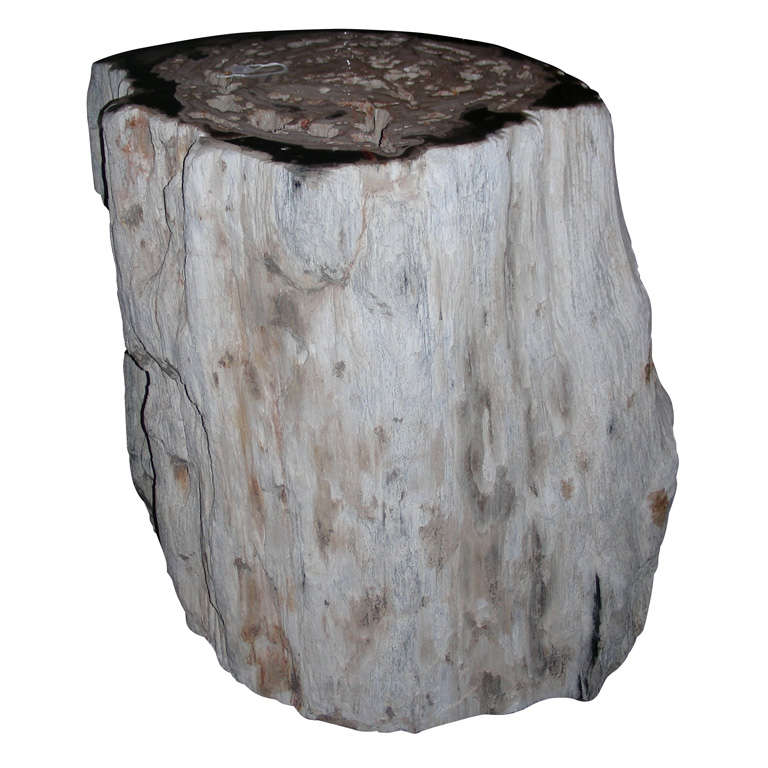 Stone Stool Made from a Petrified Giant Fern