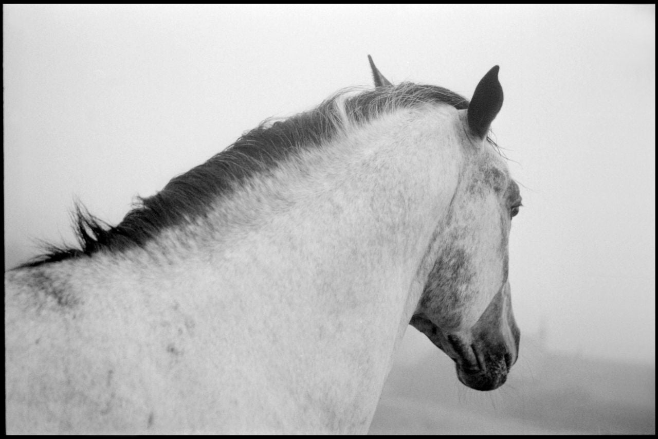 Linda McCartney Black and White Photograph - Stallion, Scotland