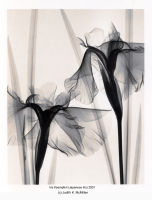 Optic Exploration: Iris Kaempferi (Japanese Iris)