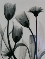 Optic Exploration: Tulips & Daisies