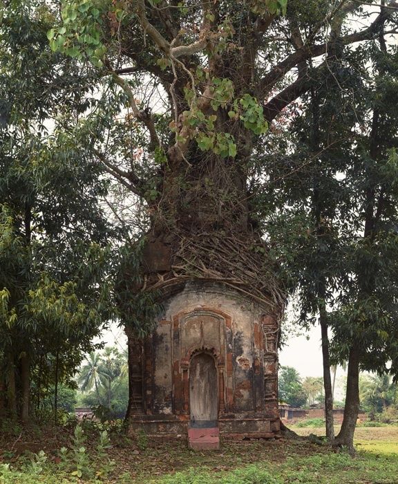 Banyan Tree and16th Century Terracotta Temple, Attpur, West Bengal, India - Photograph by Laura McPhee