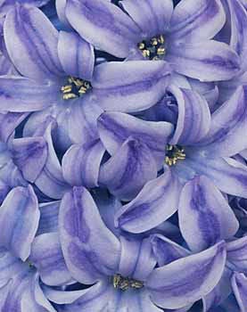 Ron van Dongen Still-Life Photograph - Hyacinthus 'Blue Pearl' (CSL 101)