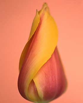 Ron van Dongen Color Photograph - Tulipa \'Blushing Beauty\' (CSL 036)