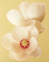 Magnolia (CSL 039)