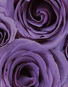 Ron van Dongen Color Photograph - Rosa \'Stella\' (CSL 064)