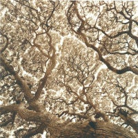 Tree, Anuradhapura, Sri Lanka