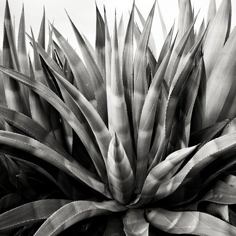 Agave-Peru - Photograph by Josef Hoflehner