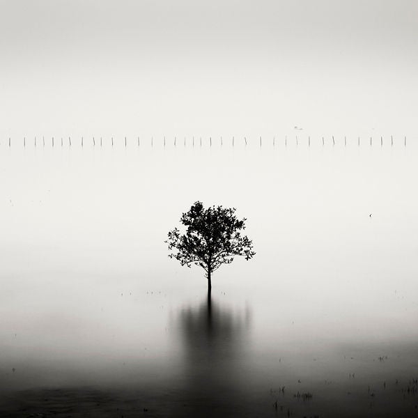 Josef Hoflehner Landscape Photograph - Mangrove Tree, Vietnam