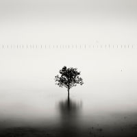 Mangrove Tree, Vietnam