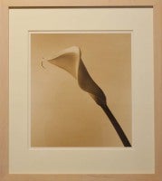 Calla Lily #1, 1990