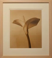 Calla Lily #2, 1990
