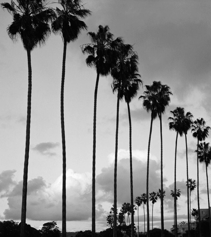 Lynda Churilla Landscape Photograph - "La Jolla Palms", La Jolla, CA, 2002