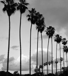 "La Jolla Palms", La Jolla, CA, 2002