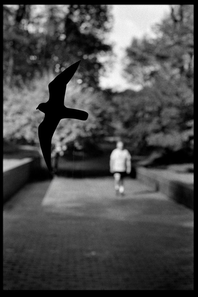Ted Adams Black and White Photograph - Bird Walker