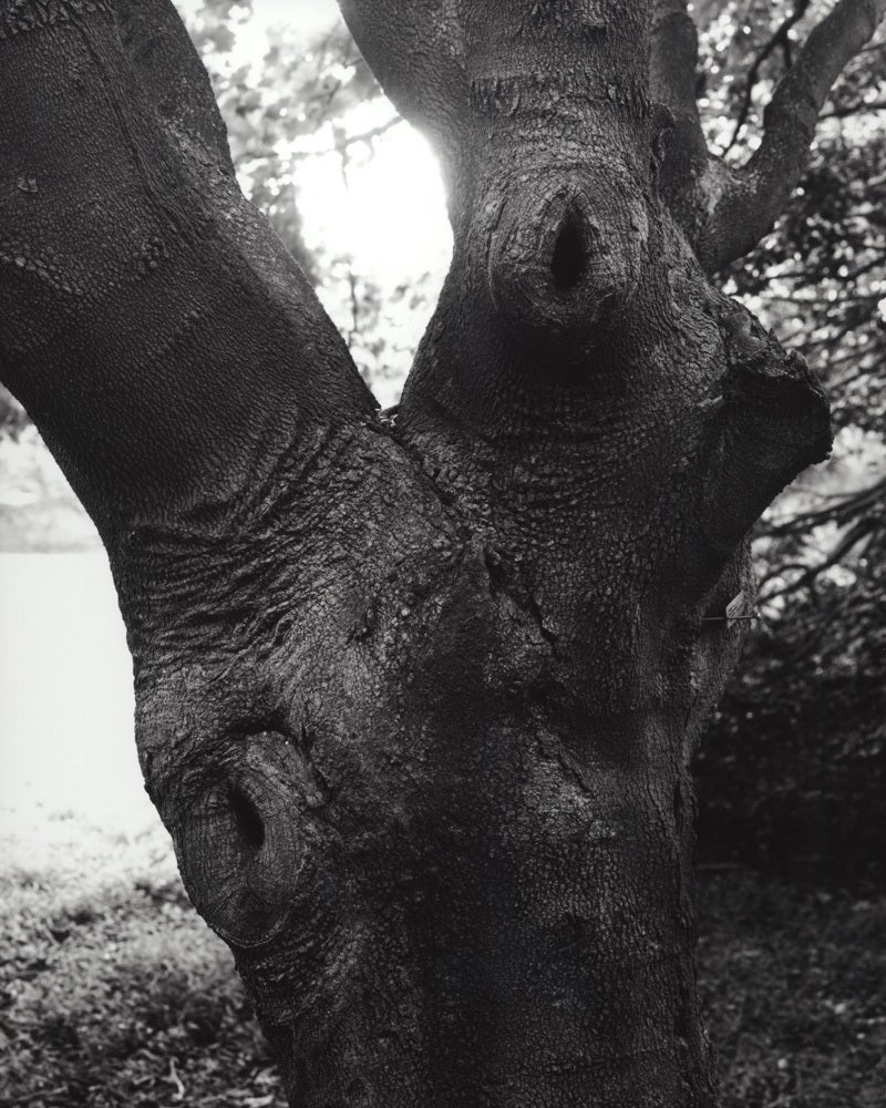 Jose Picayo Still-Life Photograph - Acer diabolicum-Devil maple