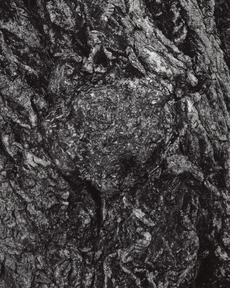 Jose Picayo Black and White Photograph - Euonymus bungeana - Winterberry Euonymus detail