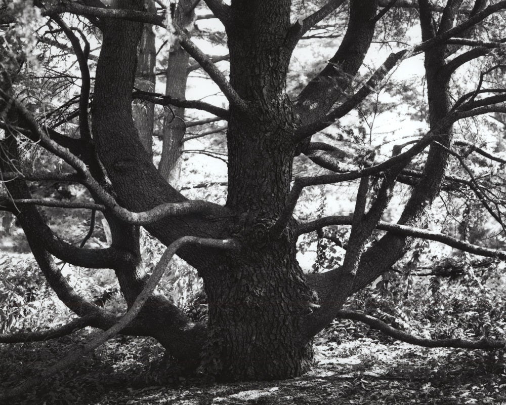 Still-Life Photograph Jose Picayo - Cedrus Libani ssp Atlantica Glauca - Bleu  Atlas Cedar n° 2