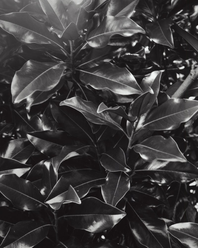 Jose Picayo Black and White Photograph – Bracken's Braune Schönheit der Magnolia Grandiflora 
