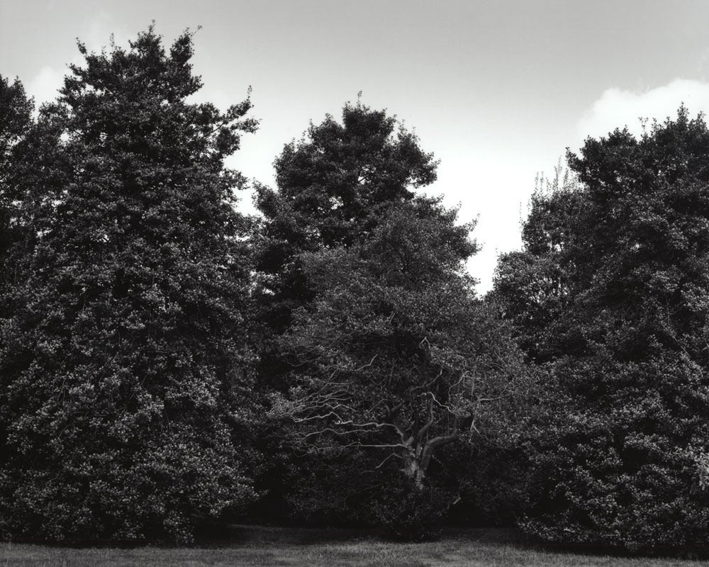 Jose Picayo Black and White Photograph – Amerikanische amerikanische Hollies