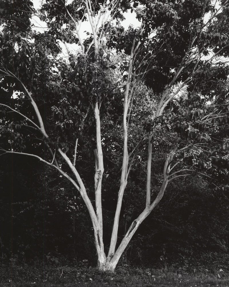 Still-Life Photograph Jose Picayo - Vénitides Heptacodium - Fleur à sept fils