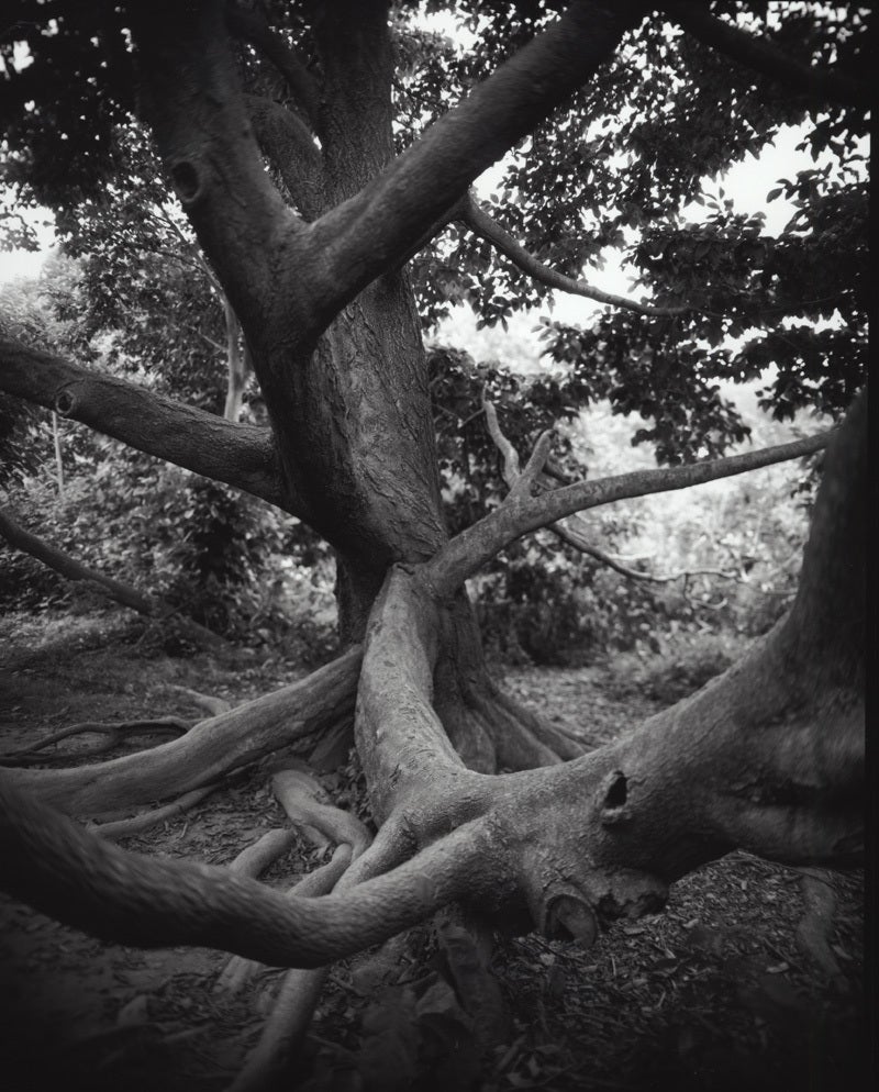 Still-Life Photograph Jose Picayo - Magnolia Kobus n° 3