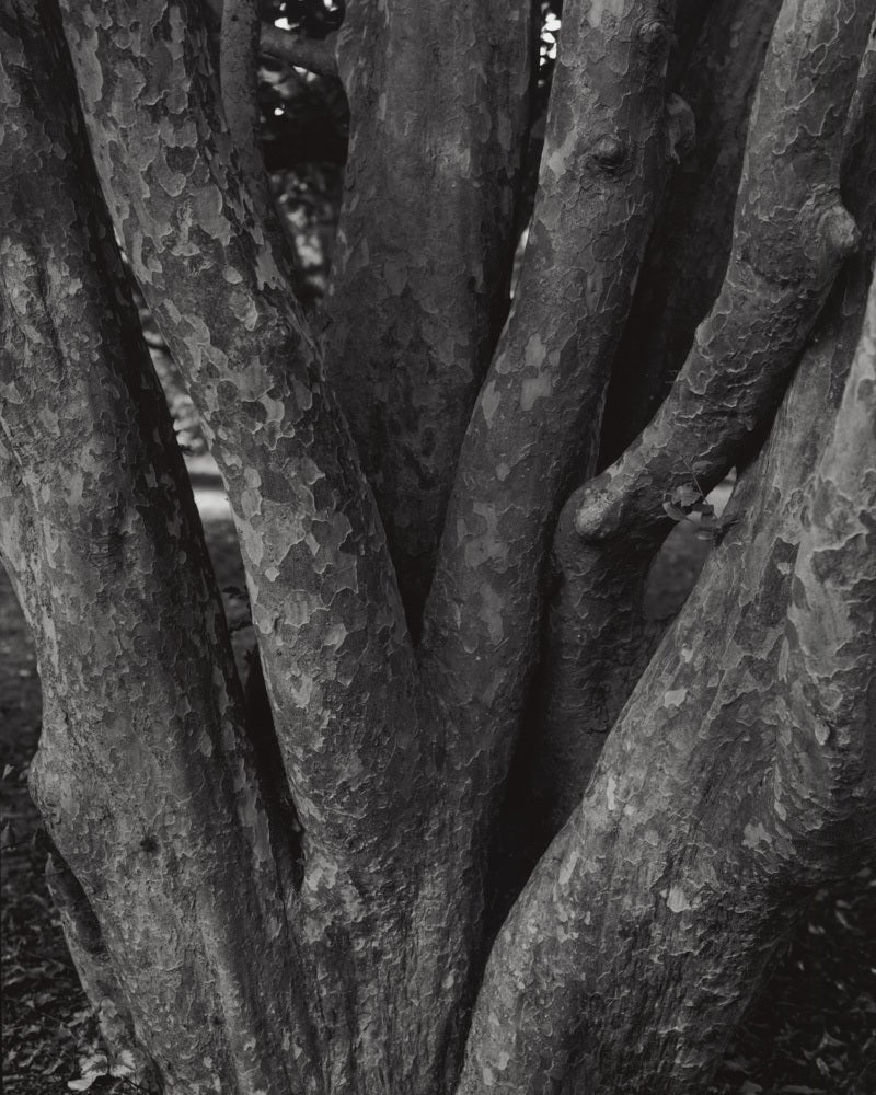 Jose Picayo Still-Life Photograph – Parrotia persica - Persisches Eisenholz