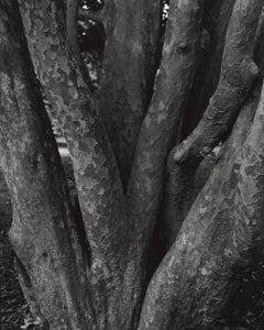 Parrotia persica - Persisches Eisenholz