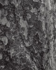 Parrotia persane - Détails en bois de fer