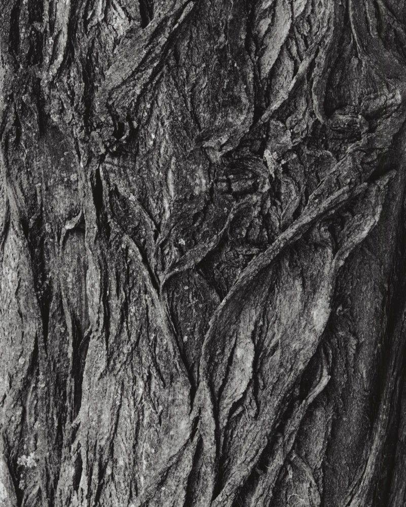 Jose Picayo Black and White Photograph - Picrasma quassioides detail