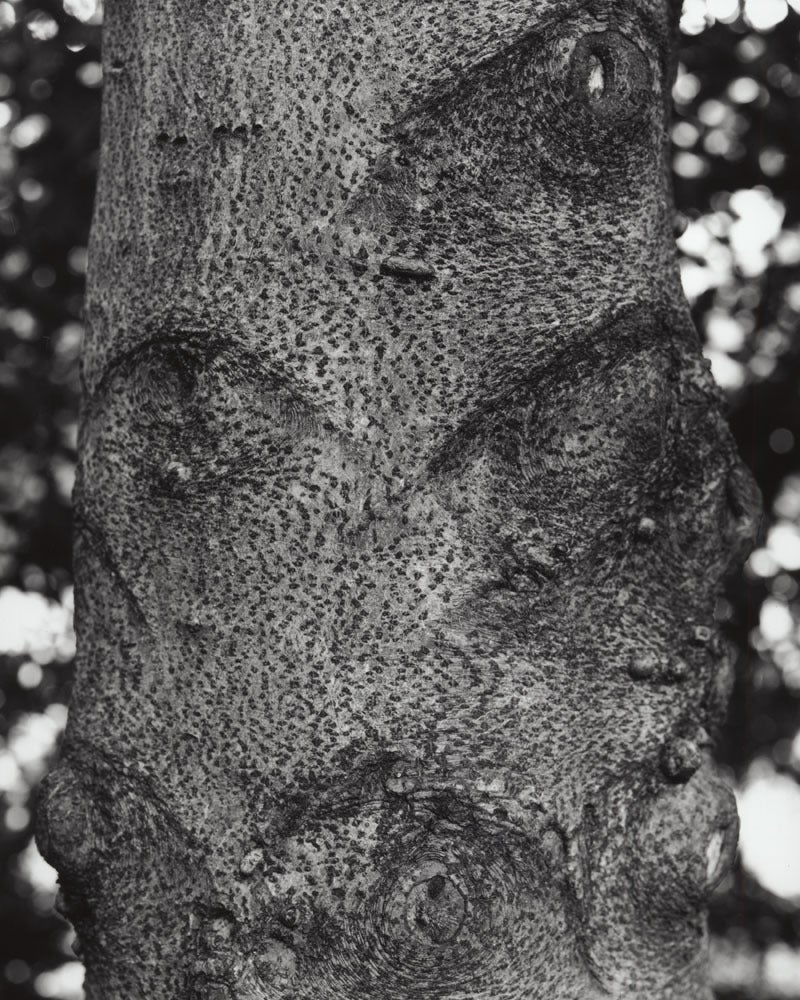 Jose Picayo Black and White Photograph - American Holly - detail