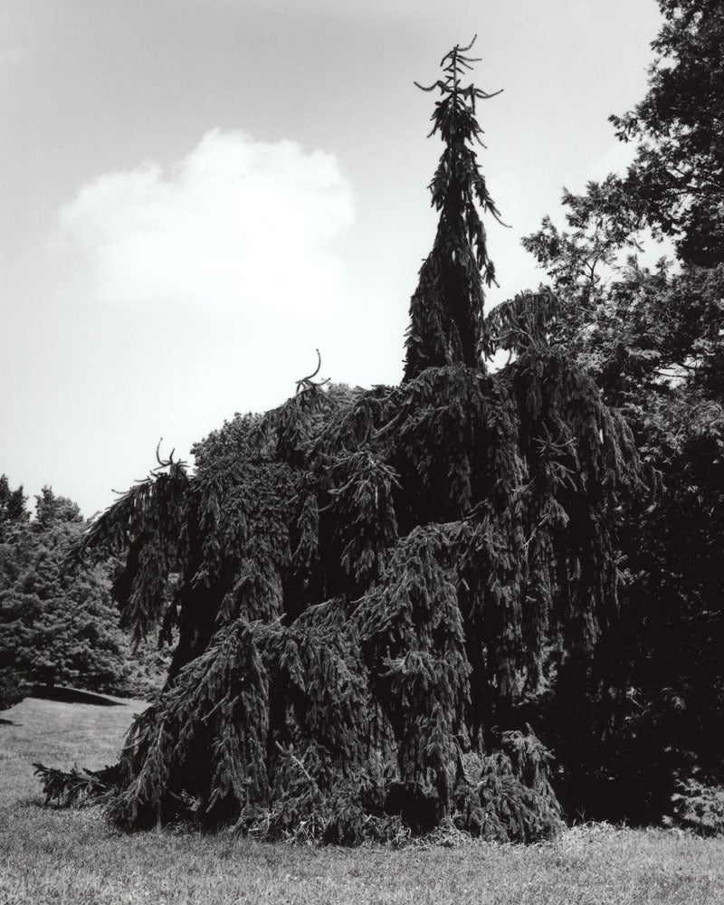 Still-Life Photograph Jose Picayo - Picea abies Pendula 2 - Épicéa commun pleureur Pendula