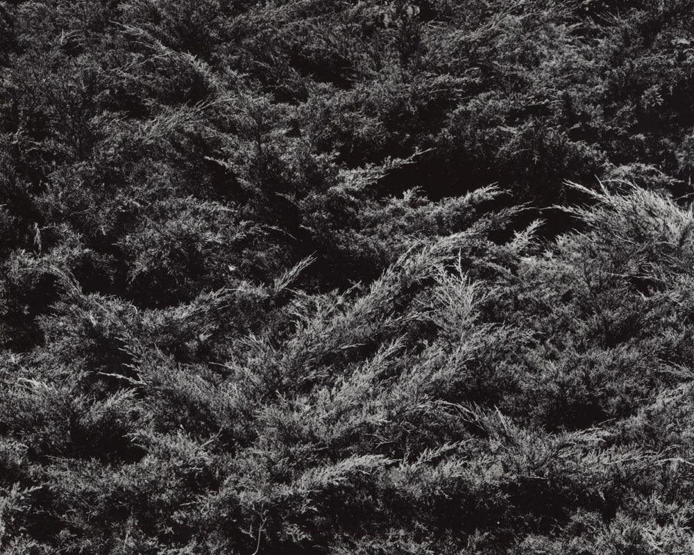 Black and White Photograph di Jose Picayo - Juniperus chinensis pfitzeriana 2 - Ginepro di Pfitzer