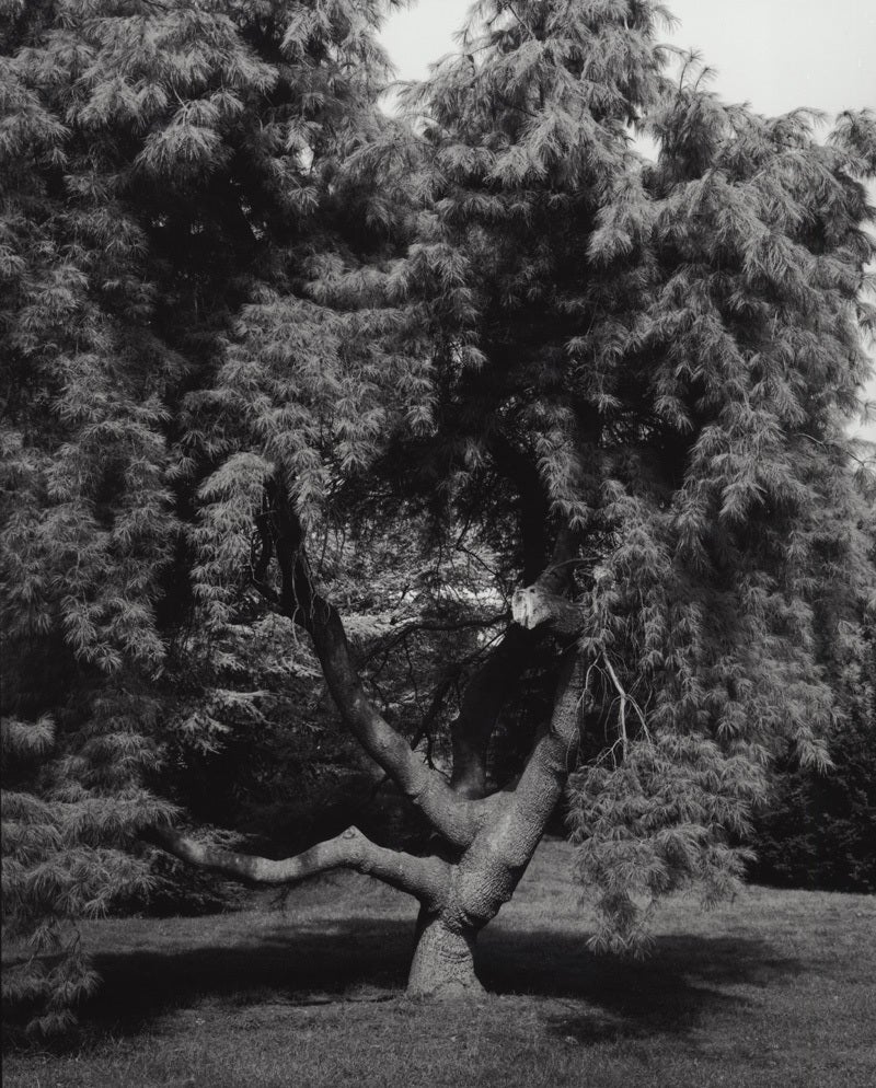 Jose Picayo Black and White Photograph - Pinus stobus pendula - Weeping White Pine