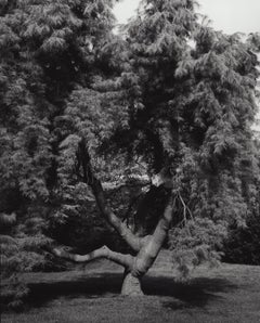 Pinus stobus pendula - Pin blanc pleureur