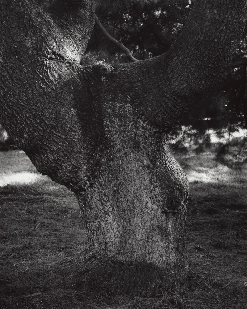 Jose Picayo Black and White Photograph - Pidetail nus stobus pendula - Weeping White Pine