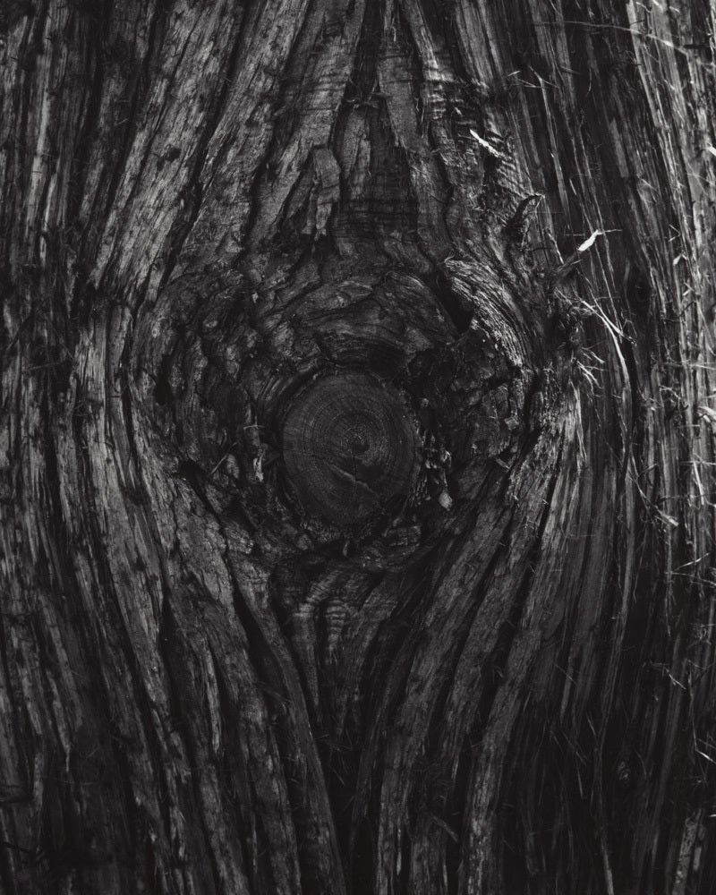 Jose Picayo Black and White Photograph - Thuja Plicata - Giant Arborvitae detail #2