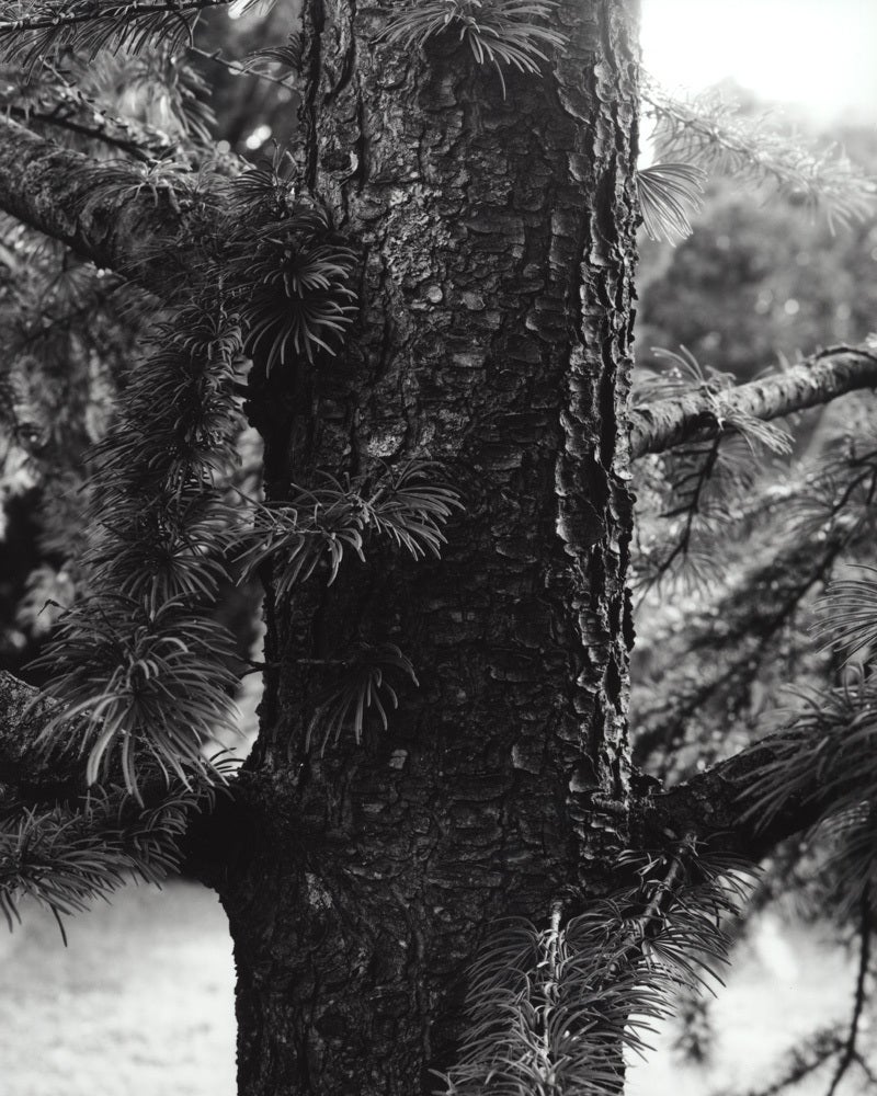 Jose Picayo Black and White Photograph - Pseudolarix japonica