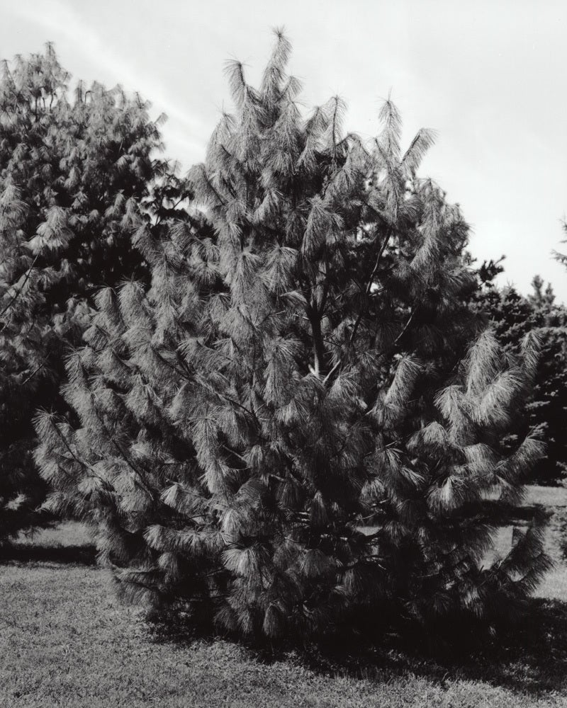 Jose Picayo Black and White Photograph – Pinus Wallichiana Oculus „Draconis“ – Drachenauge Kiefernholz