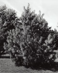 Pinus wallichiana Oculus 'Draconis' - Pino occhio di drago