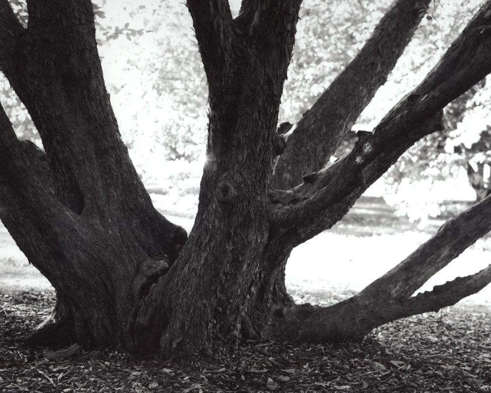 Jose Picayo Black and White Photograph - American Hophornbeam Ostrya Virginiana