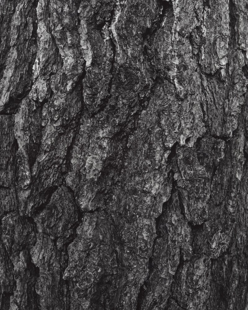 Black and White Photograph Jose Picayo - Pinus Thunbergii - Pin noir du Japon