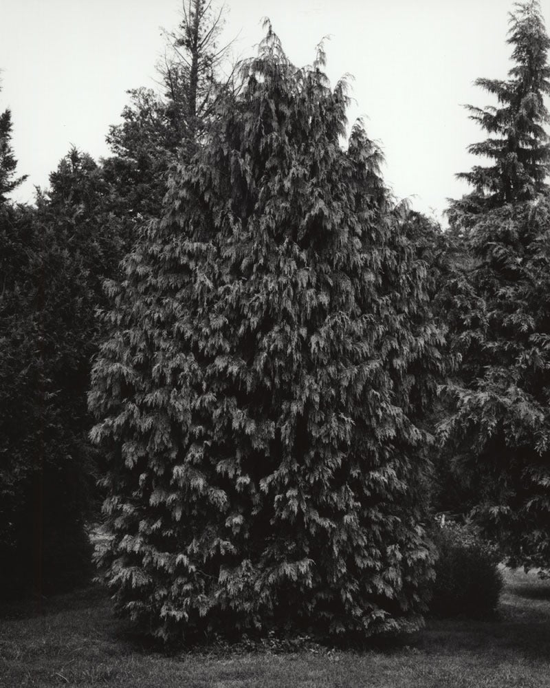Jose Picayo Black and White Photograph – Chamaecyparis nootkatensis Pendula – Alaskanischer gelber Zedernholz, geflammt
