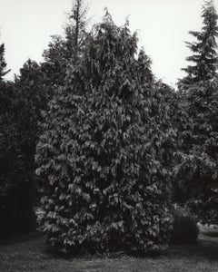 Chamaecyparis nootkatensis Pendula – Alaskanischer gelber Zedernholz, geflammt