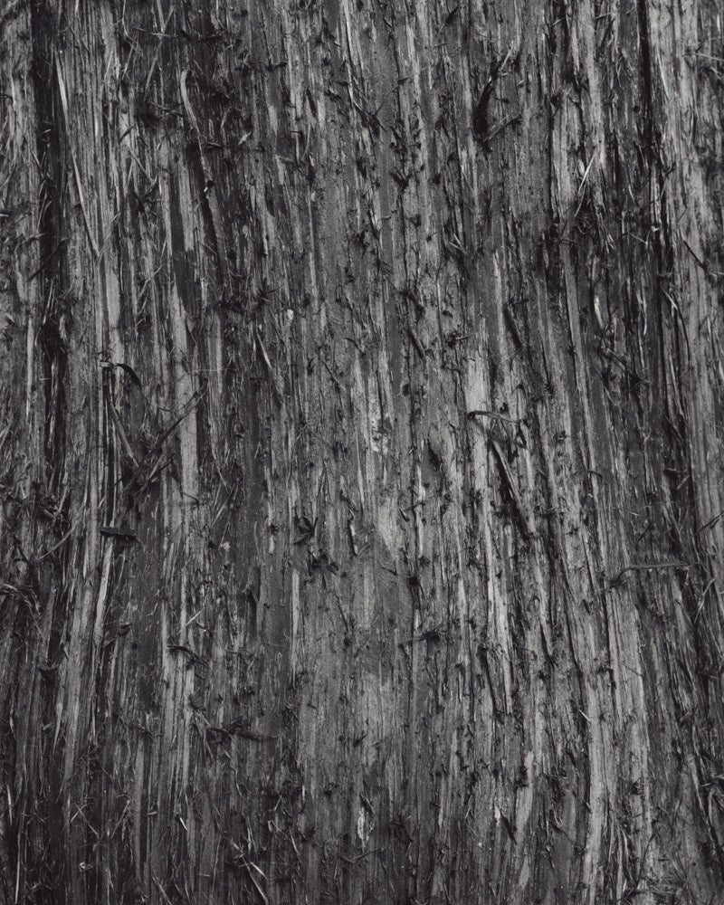 Thuja Plicata - Giant Arborvitae detail #1 - Photograph by Jose Picayo